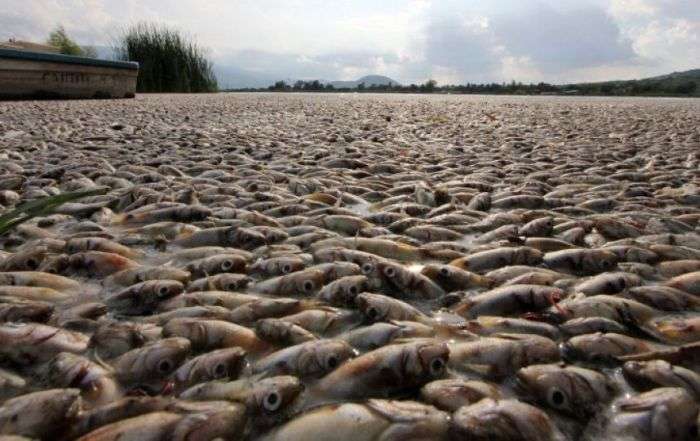 Екологічна трагедія в мексиканській озері Кахититлан (19 фото)