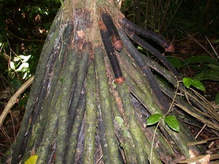 Iriartea gigantea – пальма з самою незвичайною формою коренів (6 фото)