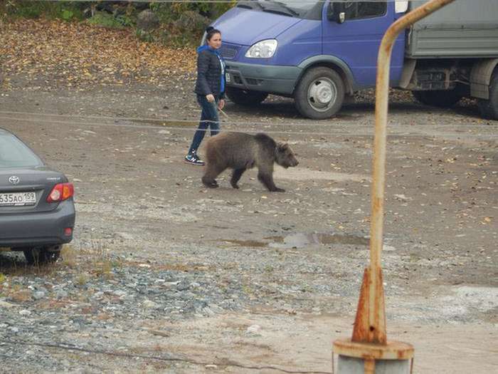 У Пермі дівчина вигулювала ведмедя на повідку (4 фото)