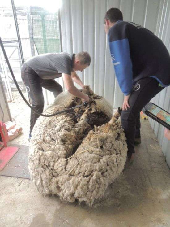 В Австралії з заблуканої вівці зістригли 40 кг вовни (8 фото)