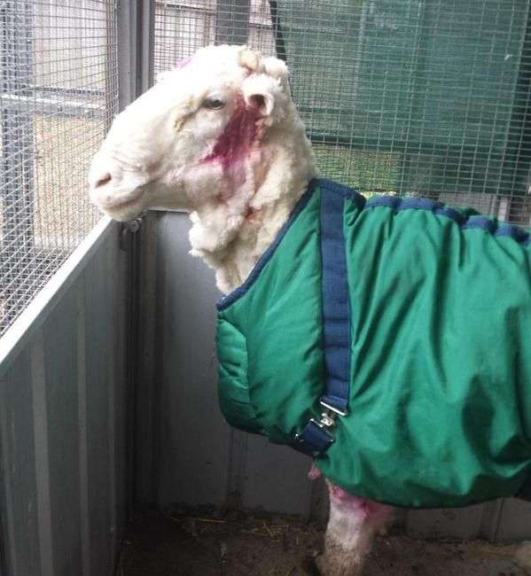 В Австралії з заблуканої вівці зістригли 40 кг вовни (8 фото)