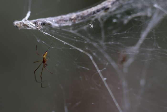 У Техасі тисяча павуків сплела гігантську павутину (5 фото)