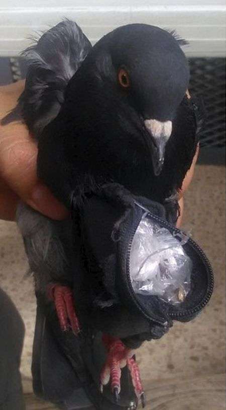 У Коста-Ріці спійманий голуб, який намагався доставити наркотики у вязницю (3 фото)