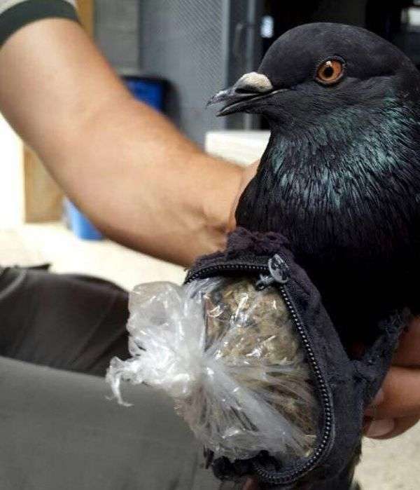 У Коста-Ріці спійманий голуб, який намагався доставити наркотики у вязницю (3 фото)