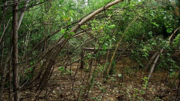В лісі Челябінської області виявлено аномально повалені дерева (5 фото)
