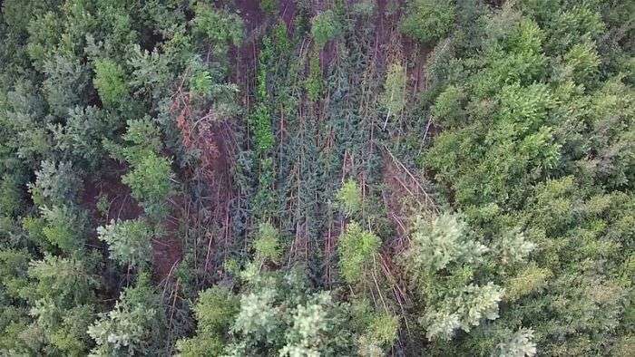 В лісі Челябінської області виявлено аномально повалені дерева (5 фото)