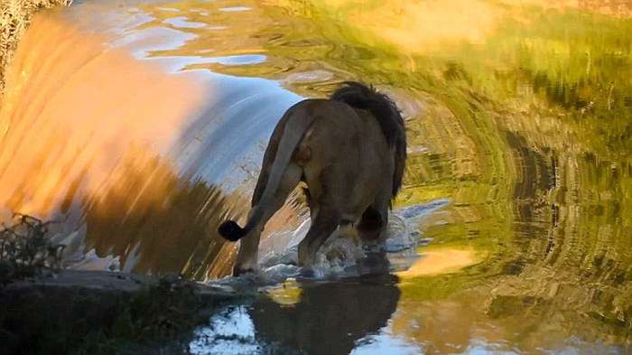 Незграбний лев упав у річку (6 фото)