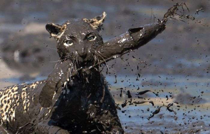 Леопард «порибалив» в грязі (9 фото)