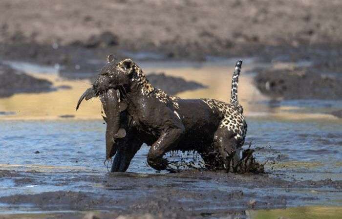Леопард «порибалив» в грязі (9 фото)