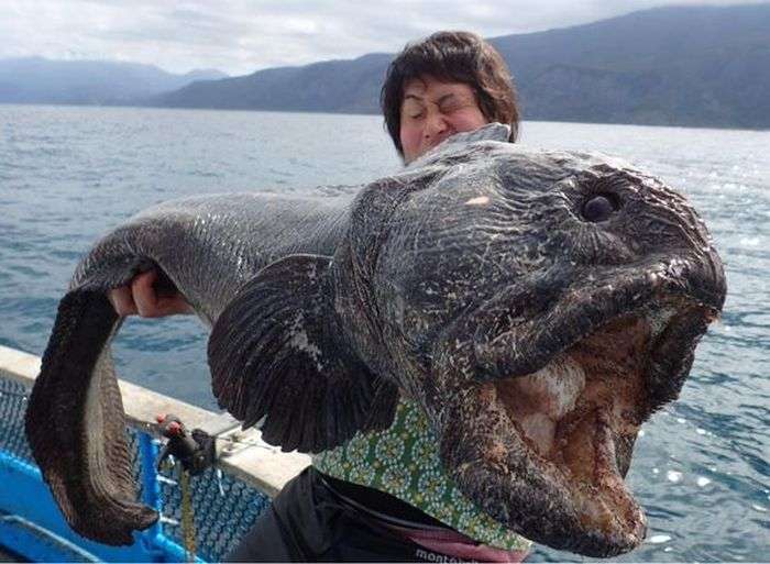 Страшна риба, піймана у Фукусіми (2 фото)