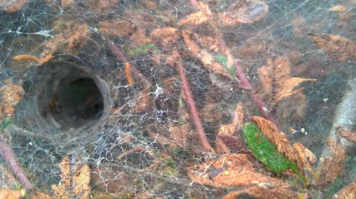 Гусениці павутинням вкрили кущі в Лондоні (4 фото)