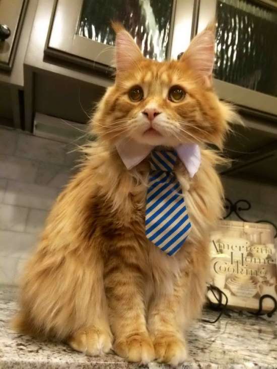 Забавні коти, які ведуть себе зовсім, як офісні працівники (15 фото)