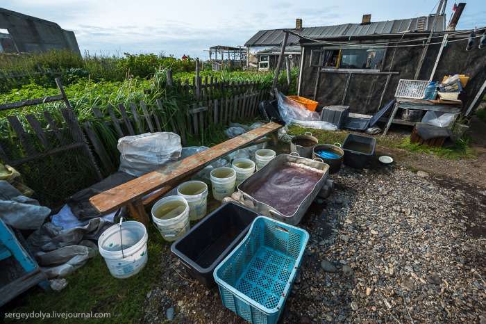 Видобуток риби і виробництво червоної ікри в рибальському селищі Магадана (36 фото)