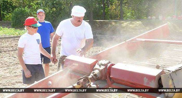 Олександр Лукашенко з сином зібрав урожай картоплі в резиденції «Дрозди» (6 фото)