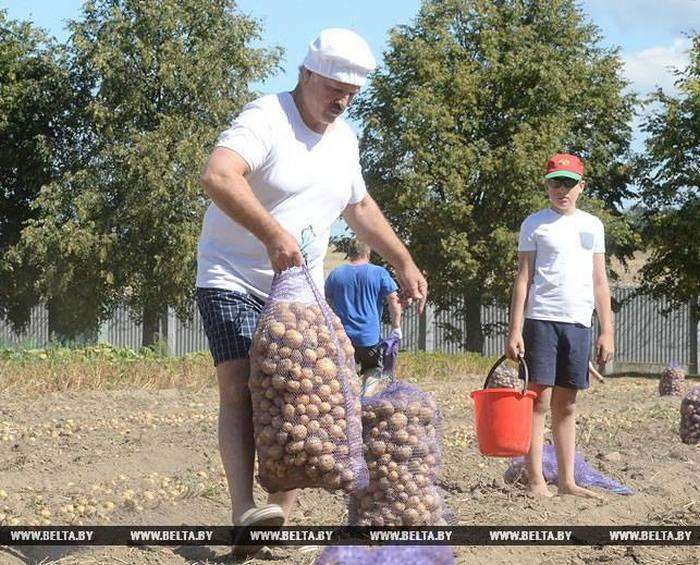Олександр Лукашенко з сином зібрав урожай картоплі в резиденції «Дрозди» (6 фото)