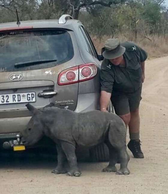 Дитинча носорога прийняв автомобіль за свою маму (3 фото)