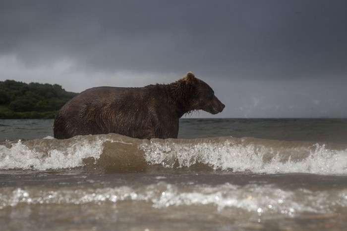 Як фотографують ведмедів в дикій природі (11 фото)