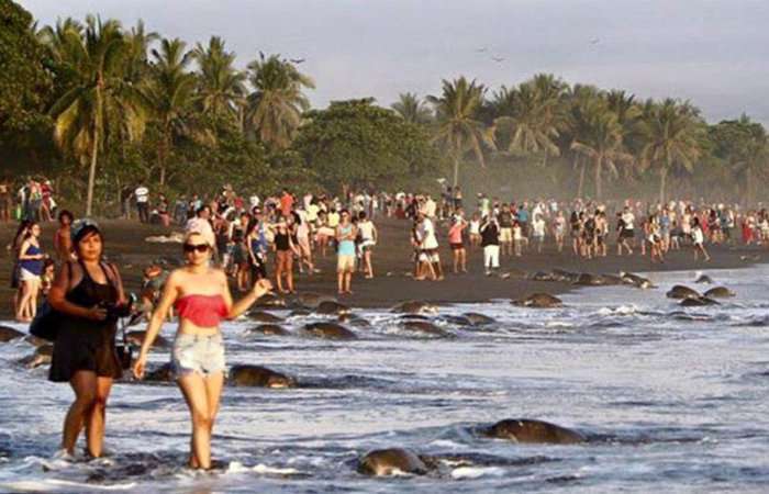 У Коста-Ріці люди завадили черепахам відкласти яйця (11 фото)