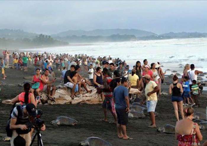 У Коста-Ріці люди завадили черепахам відкласти яйця (11 фото)