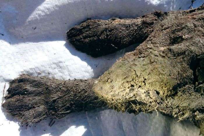 У Сибіру виявили муміфікованого цуценя віком 12 000 років (8 фото)