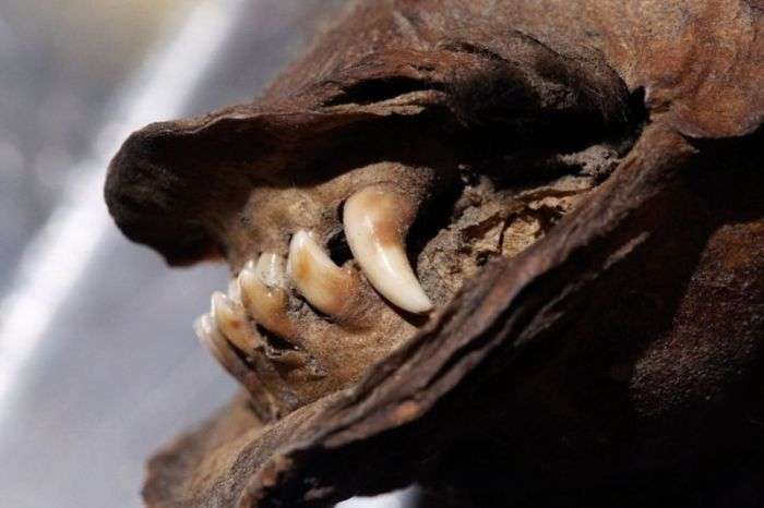 У Сибіру виявили муміфікованого цуценя віком 12 000 років (8 фото)