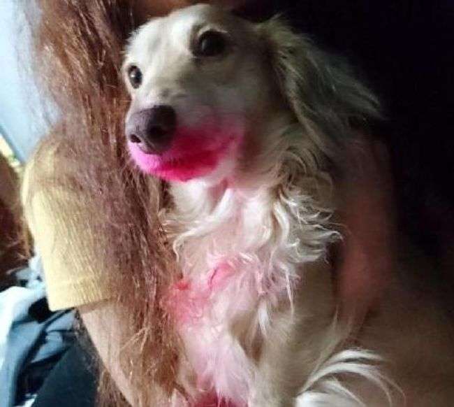 Собака скористалася губною помадою господині (3 фото)