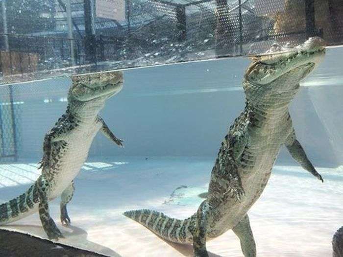 Ось що насправді робить крокодил в цей момент (3 фото)