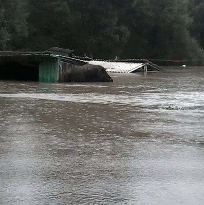 Уссурійськ і довколишні населені пункти виявилися затопленими (19 фото)
