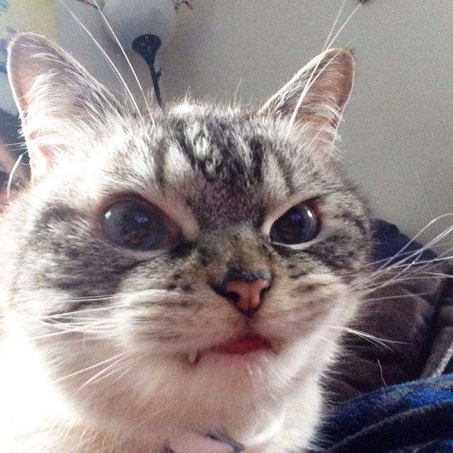 Кіт-вампір по кличці Локі – нова зірка Instagram (19 фото)