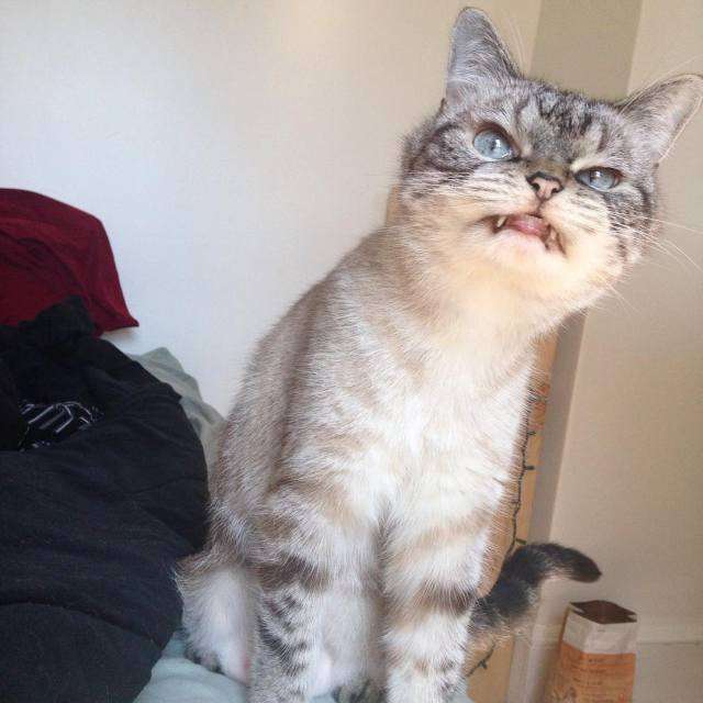Кіт-вампір по кличці Локі – нова зірка Instagram (19 фото)