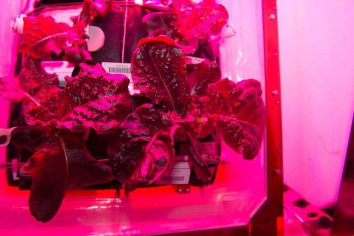 На МКС вперше виростили овочі (7 фото + відео)