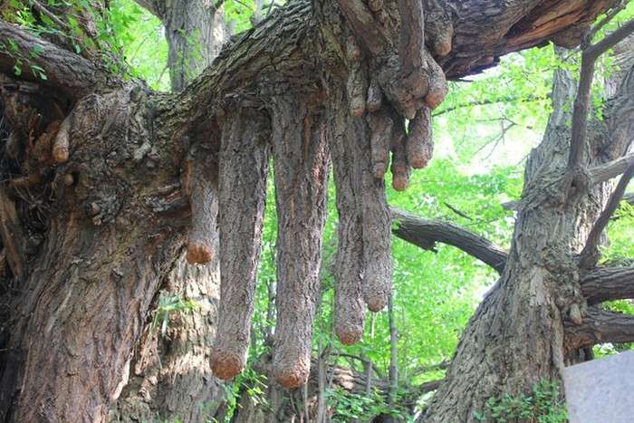 Дерева Хіросіми, які зуміли пережити ядерний вибух (9 фото)