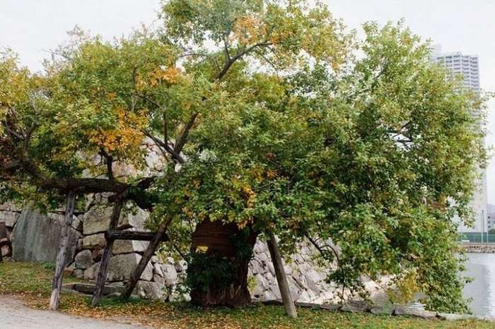 Дерева Хіросіми, які зуміли пережити ядерний вибух (9 фото)