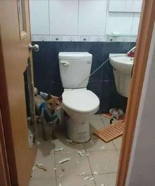 Собака, замкнена в туалеті (3 фото)