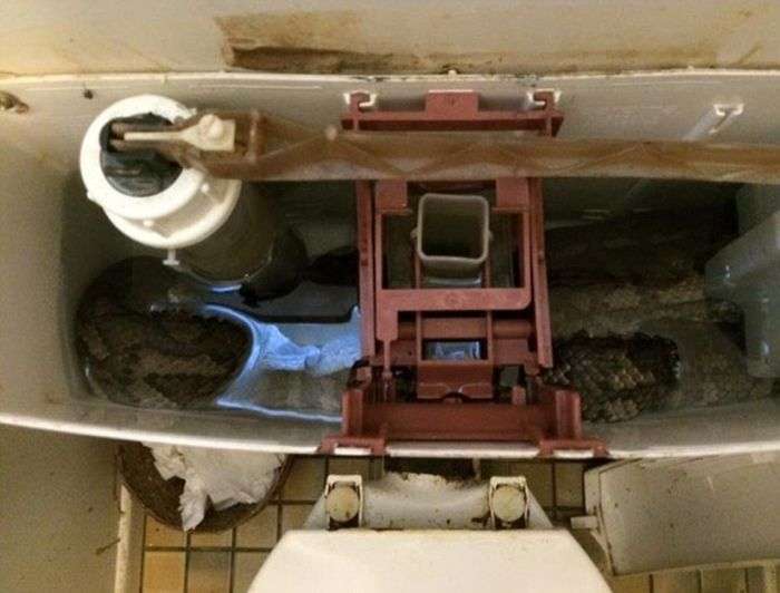 Звичайне видовище в австралійському туалеті (4 фото)