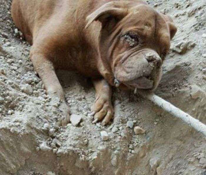 У Франції вимагають суворого покарання для хлопця, живцем закопав собаку (4 фото)