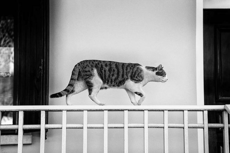 Без кота и жизнь не та: уравновешенные коты-акробаты демонстрируют чудеса баланса зверушки,живность,питомцы,Животные
