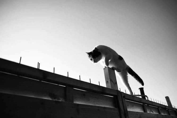 Без кота и жизнь не та: уравновешенные коты-акробаты демонстрируют чудеса баланса зверушки,живность,питомцы,Животные