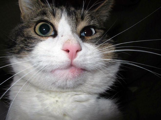 12 фото отважных котов, проигравших в битве с осами Приколы,pin,коты,неудачи,осы,фото