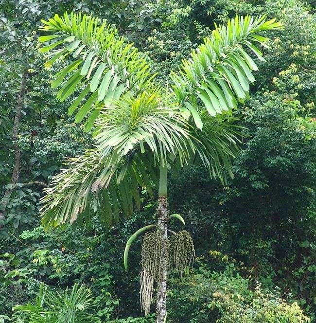 Iriartea gigantea – пальма з самою незвичайною формою коренів (6 фото)