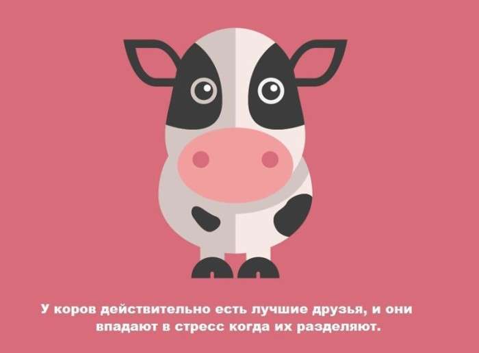 Маловідомі факти про тварин (13 картинок)
