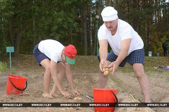 Олександр Лукашенко з сином зібрав урожай картоплі в резиденції «Дрозди» (6 фото)