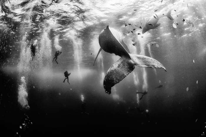 Кращі знімки фотоконкурсу National Geographic Photo Contest 2015 (26 фото)