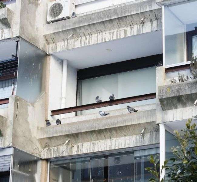 У Словенії дівчина перетворила орендовану квартиру в голубник (8 фото)
