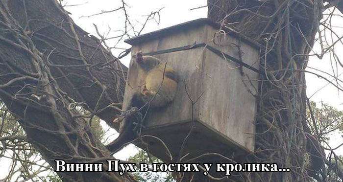 Прикольні картинки (92 фото)