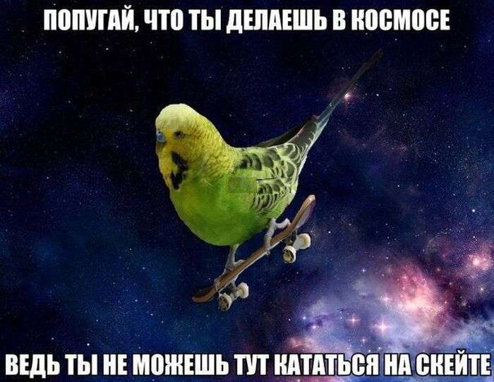 Прикольні картинки (92 фото)