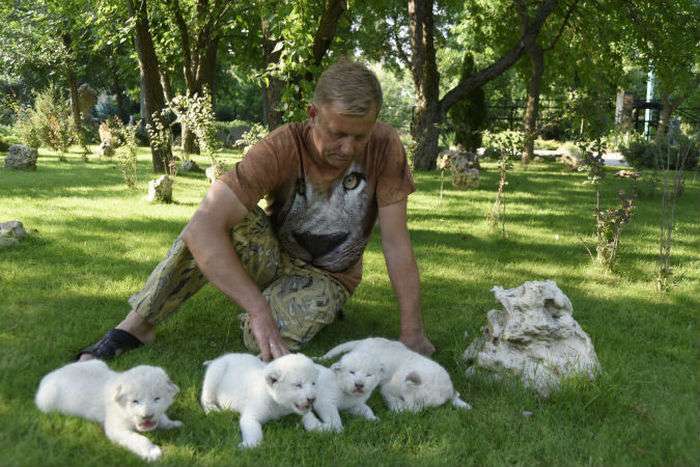 У кримському сафарі-парку «Тайган» народилися вісім білих левенят (6 фото)