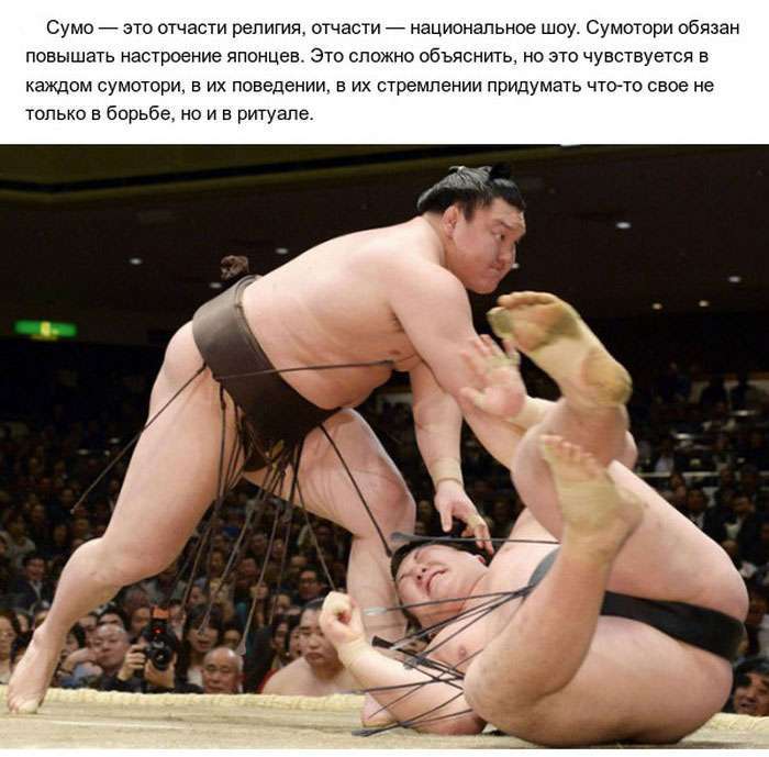 Цікаві факти про сумо (10 фото)