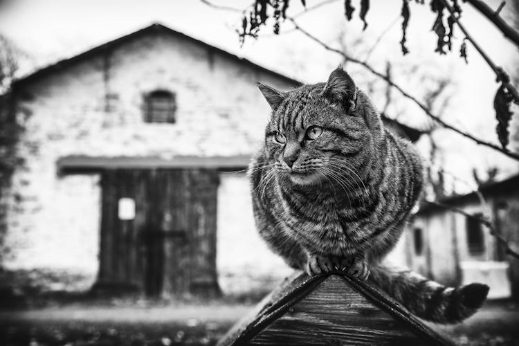 Без кота и жизнь не та: уравновешенные коты-акробаты демонстрируют чудеса баланса зверушки,живность,питомцы,Животные