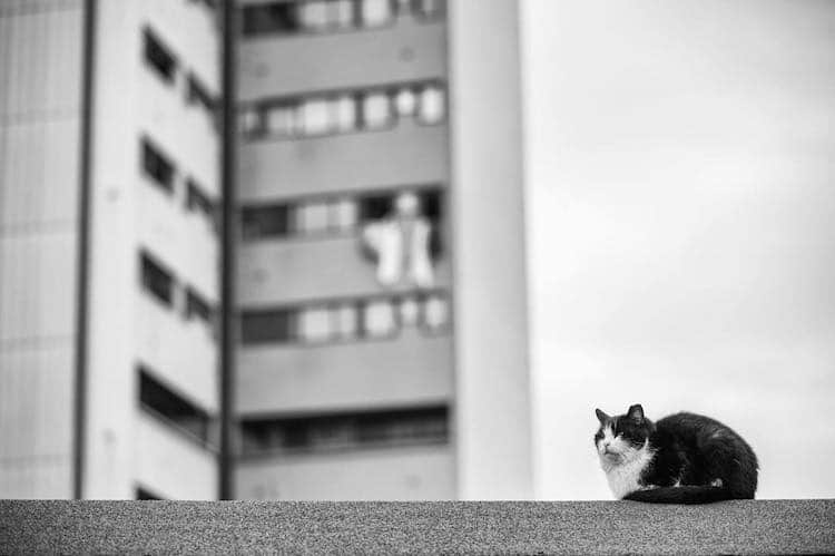 Без кота и жизнь не та: уравновешенные коты-акробаты демонстрируют чудеса баланса зверушки,живность,питомцы,Животные